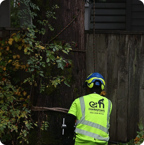 Hedge Arborvitae Removal​