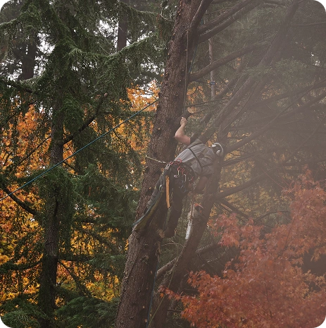Infected Diseased Tree Pruning