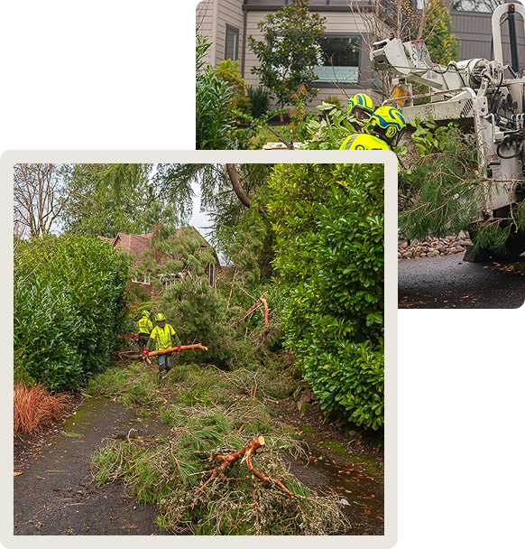 Leaning Tree Removal Services in Portland 1