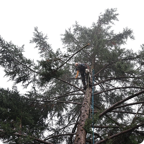 Overgrown Tree Removal