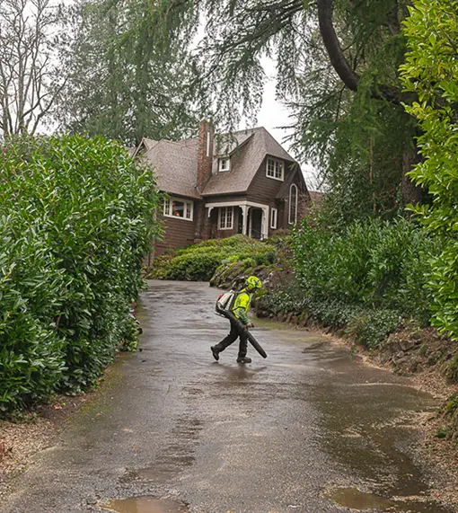 What Causes Tree Emergencies