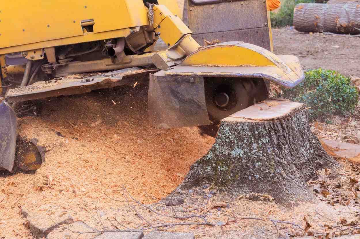 cost of stump grinding in portland