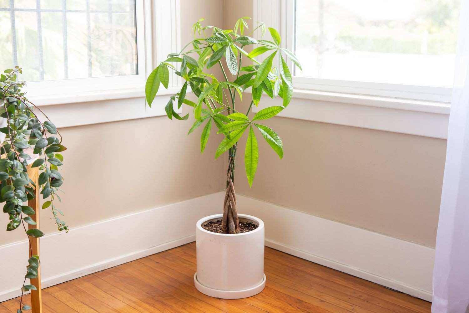 how to take care of a money tree indoors