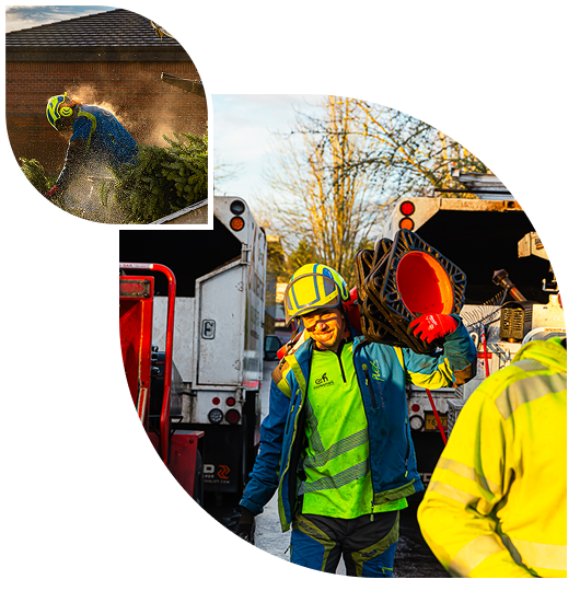 Tree Cutting Permits