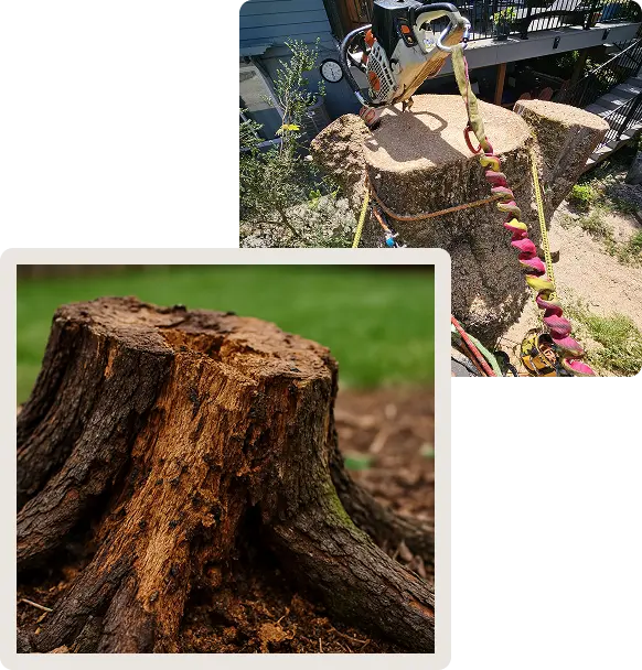 #1 Trusted Tree Dead Tree Removal Services in Portland OR
