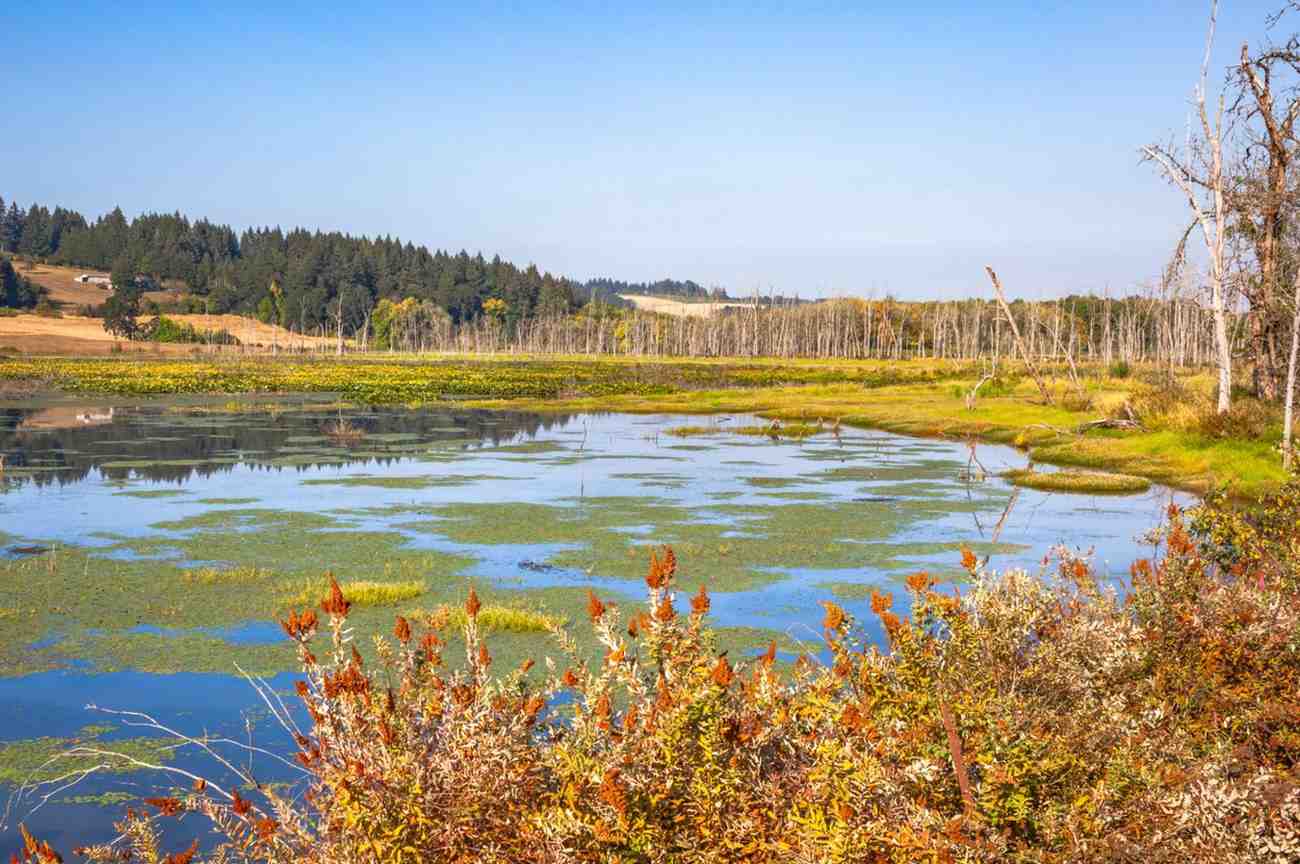 things to do at Fernhill Wetland Portland