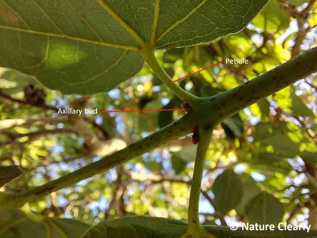 compound-leaves-vs-simple-leaves