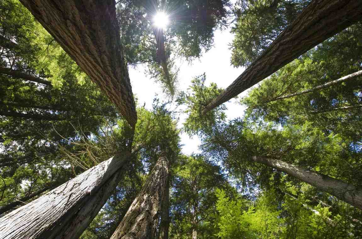 how old are trees