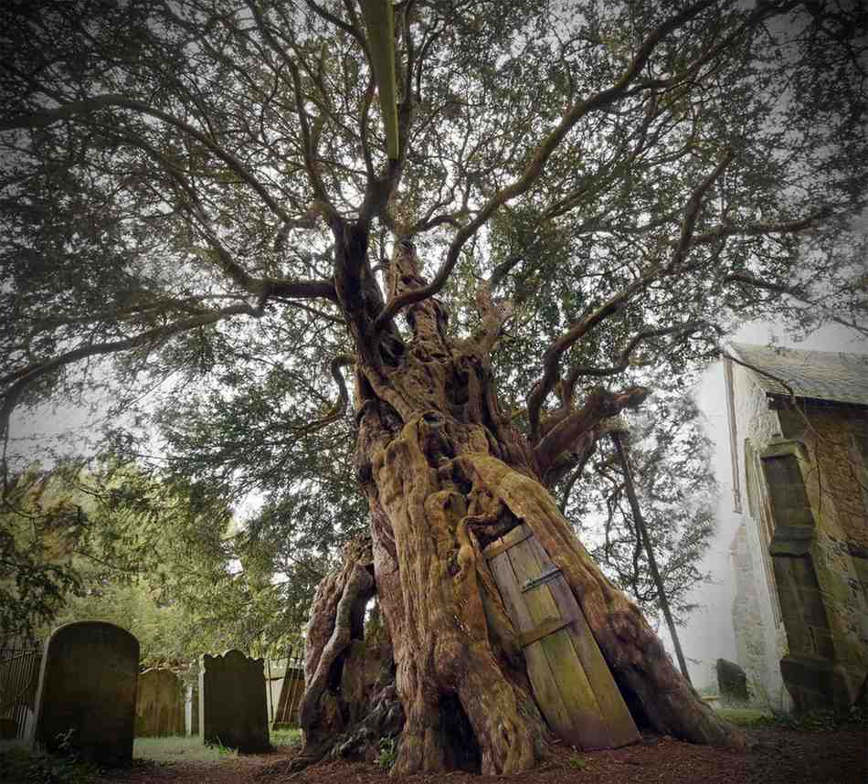 oldest tree in the world