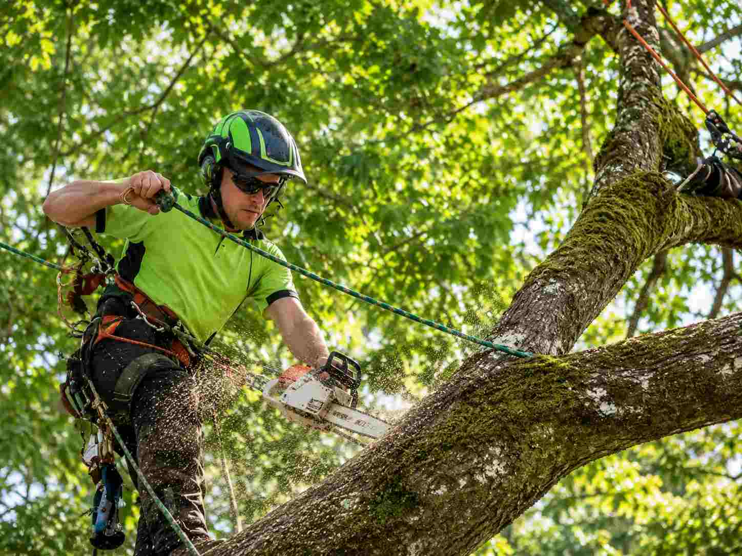 How Much Does Tree Trimming Cost? 2026 Guide