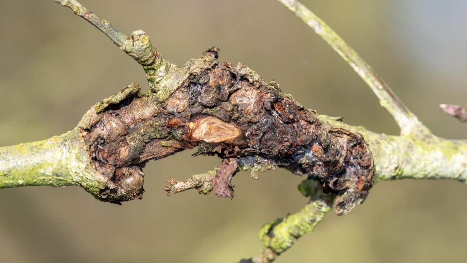 Tree Canker Disease
