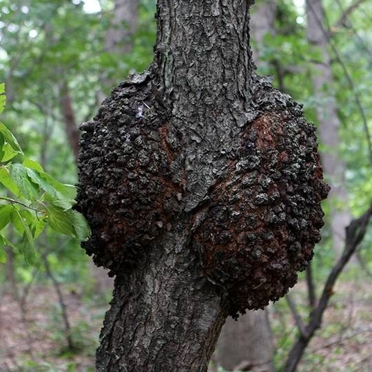 Tree Illness