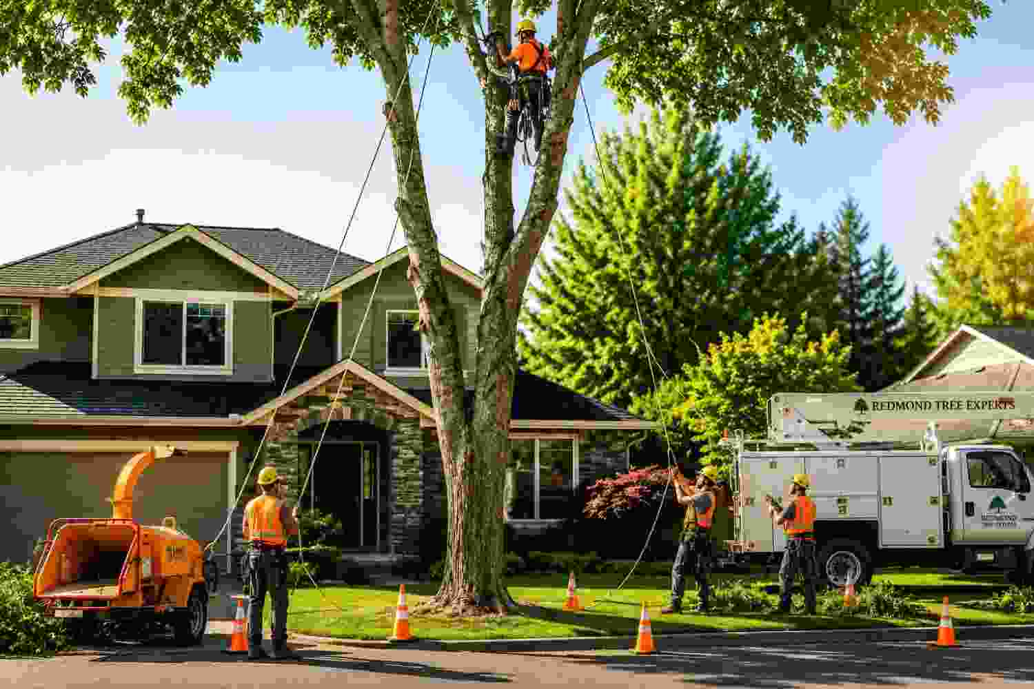 property-line-tree-removal-laws-oregon