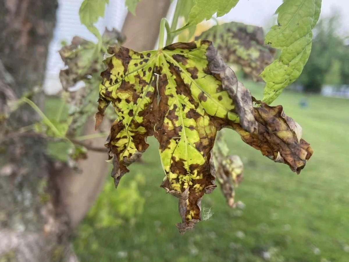 tree disease symptoms Oregon