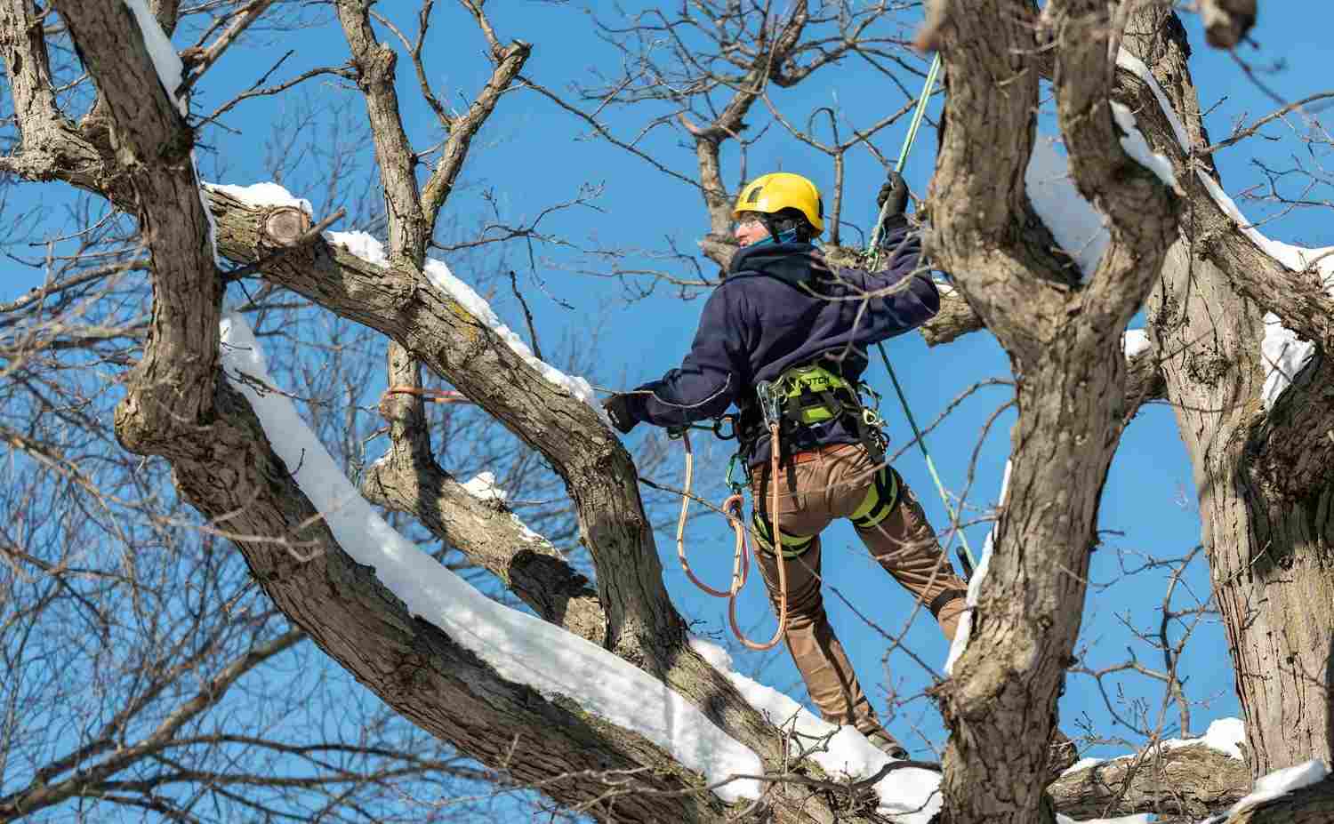 annual-tree-maintenance-schedule